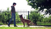 Basic Dog Training – TOP 10 Essential Commands Every Dog Should Know!