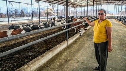 5 dönümlük çiftlik 5 dakikada kül oldu, gebe inekler diri diri yanarken doğum yaptı