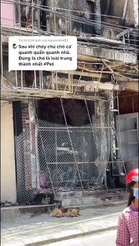 Clip: Chú chó nhỏ của gia đình bị cháy nhà ở Sapa nằm trước cửa, ai bảo cũng không đi