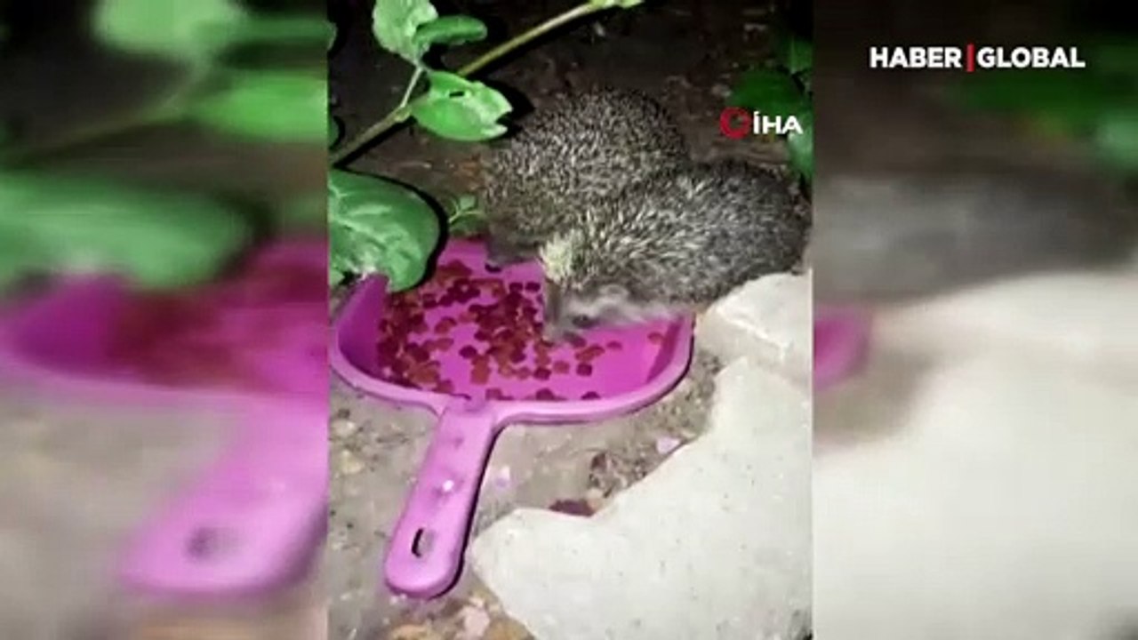 Kedinin kirpi şoku! Mamayı yediler şaşkınlıkla izledi