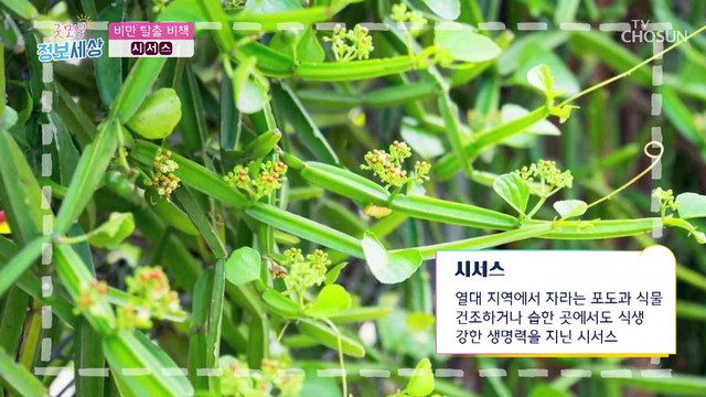 ❛이것❜으로 비만 예방하고 다이어트 고민 타파하자-★ TV CHOSUN 210812 방송