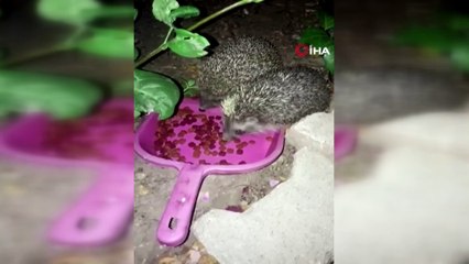 Kütahya'da kedi, mamalarını yiyen kirpilerin başında böyle bekledi