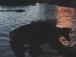 Achigan nuit 2007 printemps