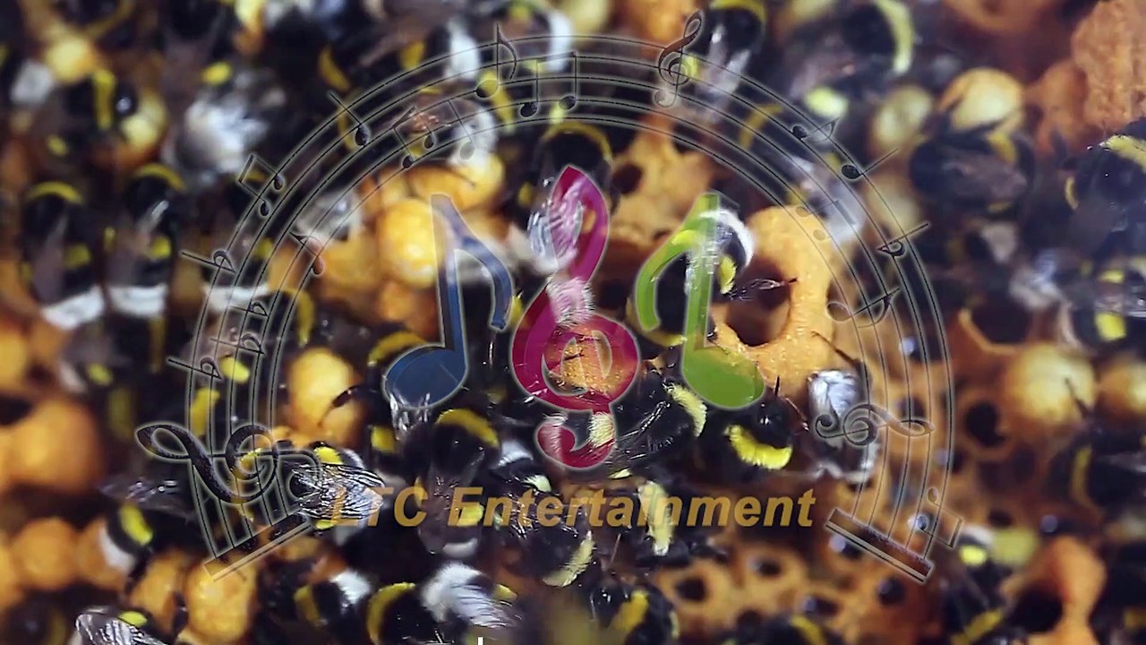 The Flight Of The Bumble-Bee - Music composed by Anson Yank