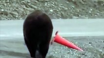 L'orso rimette a posto il cono stradale