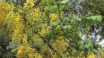 Golden shower tree - the state flower of Kerala in India