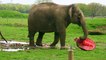 Elephants at ZSL Whipsnade Zoo shower themselves with confetti as they play with the pinatas (C) ZSL
