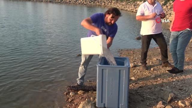 Bursa'da 118 adet aynalı sazan gölete salındı