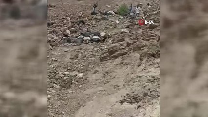 Kahramanmaraş'ta yıldırım düşmesi sonucu 45 keçi telef oldu