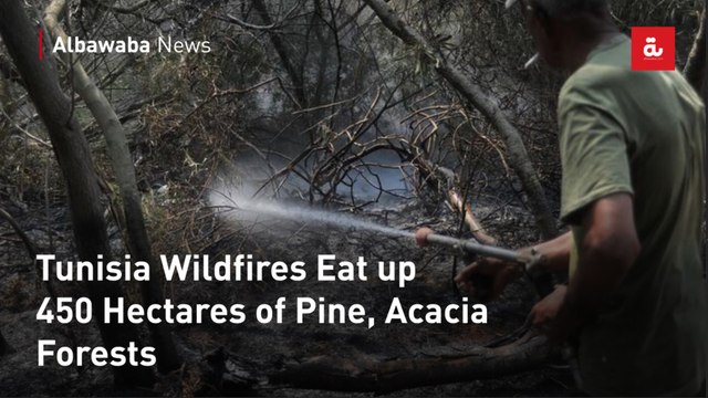 Tunisia Wildfires Eat up 450 Hectares of Pine, Acacia Forests