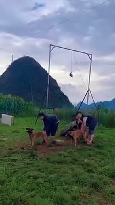 SUPER DOG