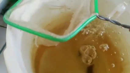 Cara ternak kutu air 100% berhasil dan sukses