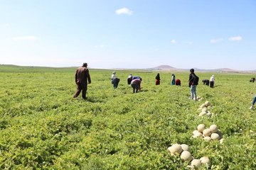 "Kantalup kavunu" 5 ülkeye gönderiliyor