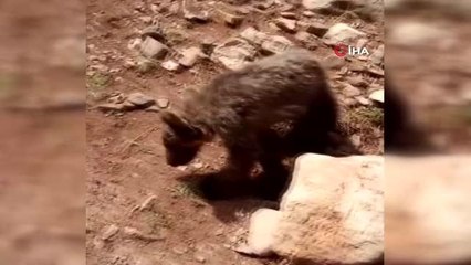 Yaralı yavru ayıyı önce beslediler, ardından tedavi edilmesi için ekiplere teslim ettiler