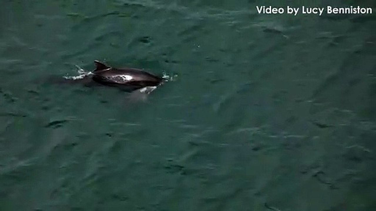 Dolphins From Bempton Cliffs