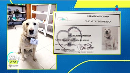 Un perrito fue designado como jefe de seguridad en una farmacia