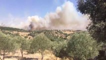 Son dakika haber | İzmir'de orman yangını