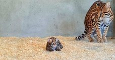 Voici les premières images du bébé ocelot né au zoo du bassin d'Arcachon