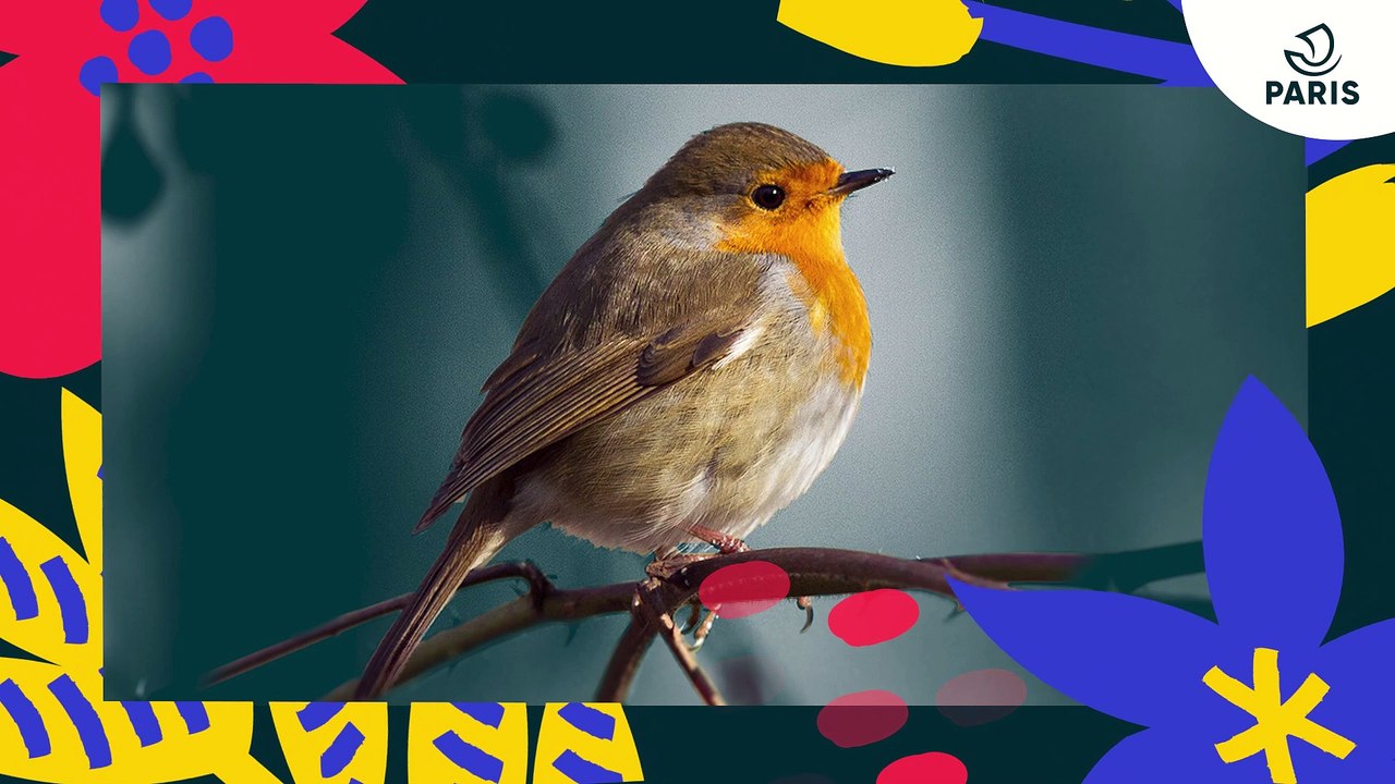 Brèves de nature sauvage à Paris :  le rouge gorge familier