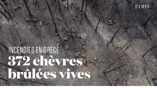Désolation sur l’île d’Eubée, en Grèce, ravagée par les incendies
