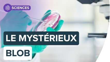 Découvrez le blob, cette drôle de gelée qui sait penser ! | Futura