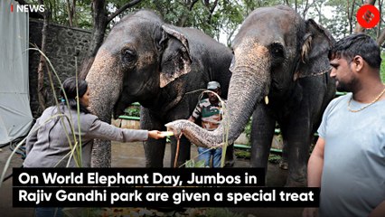 On World Elephant Day, Jumbos in Rajiv Gandhi park are given a special treat
