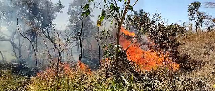Corpo de bombeiros combatem incêndio em reserva ecológica no Guará