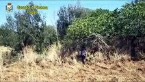 Narcos in Puglia, scoperta maxi piantagione di marijuana: 380 piante per mezzo milione di euro - video