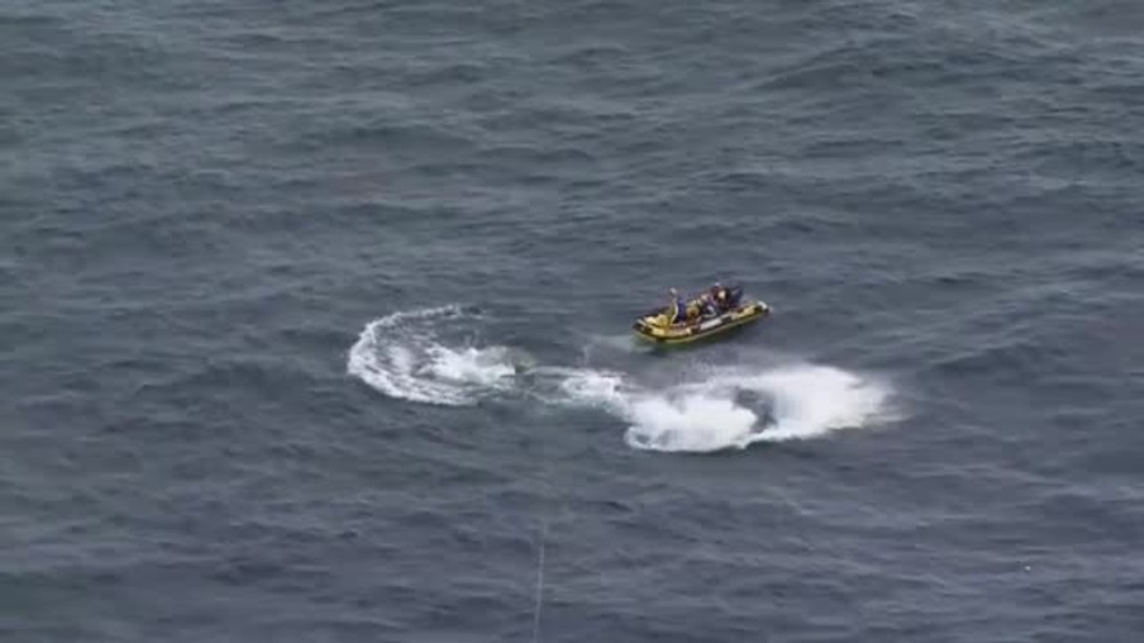 Rescatan a seis ballenas atrapadas en redes frente a la costa australiana