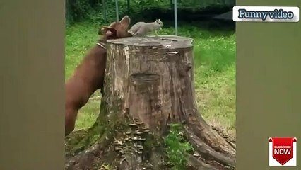 funny video -  damaged goods - broken things  - funny fails