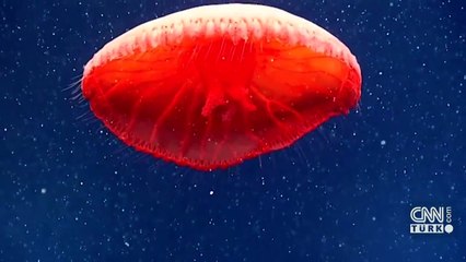 Kırmızı denizanası ilk kez görüntülendi