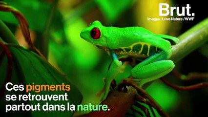 Le bleu, une couleur rare dans la nature