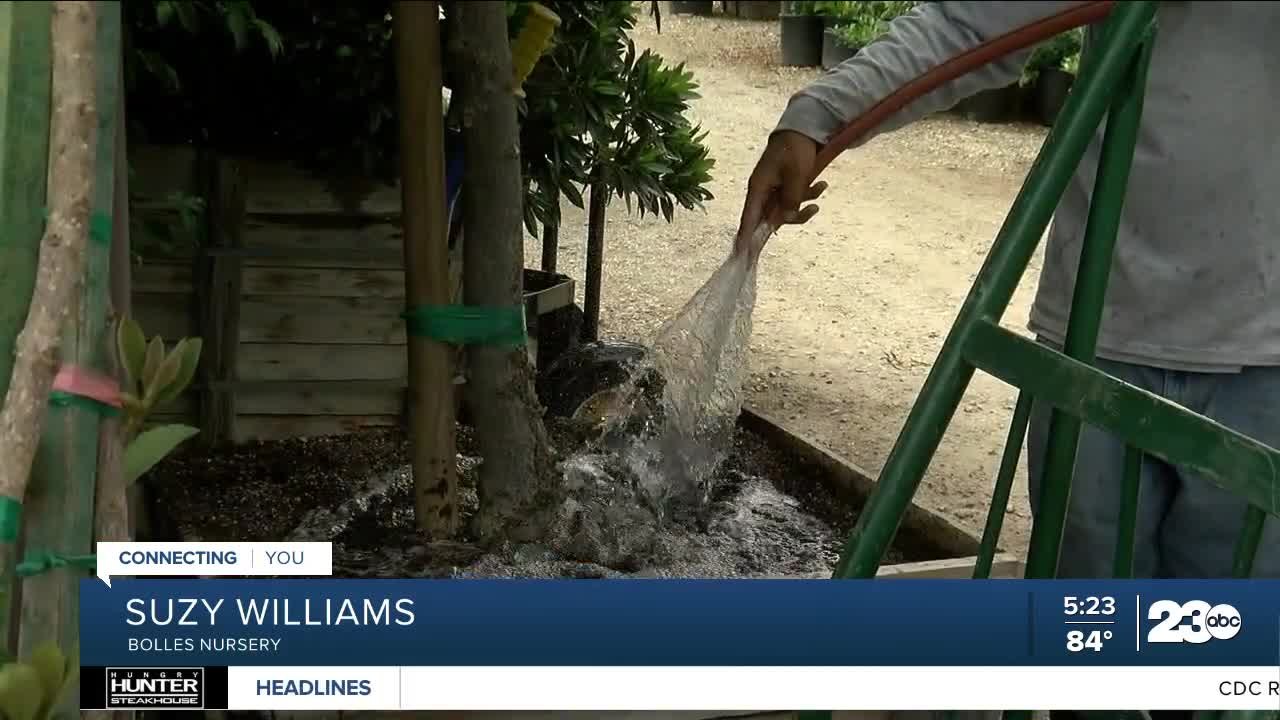 Growing your garden: Watering well in the summer