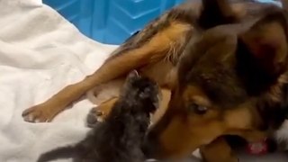 Pregnant RESCUE dog lost her puppies and raised MOTHERLESS kittens # ANIMAL LOVERS