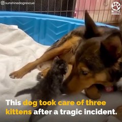 Pregnant RESCUE dog lost her puppies and raised MOTHERLESS kittens # ANIMAL LOVERS