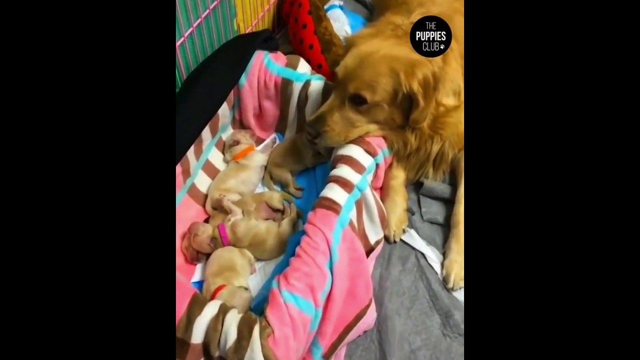 AWW Animals SOO Cute! Cute baby animals - Videos Compilation cute moments of The animals #1