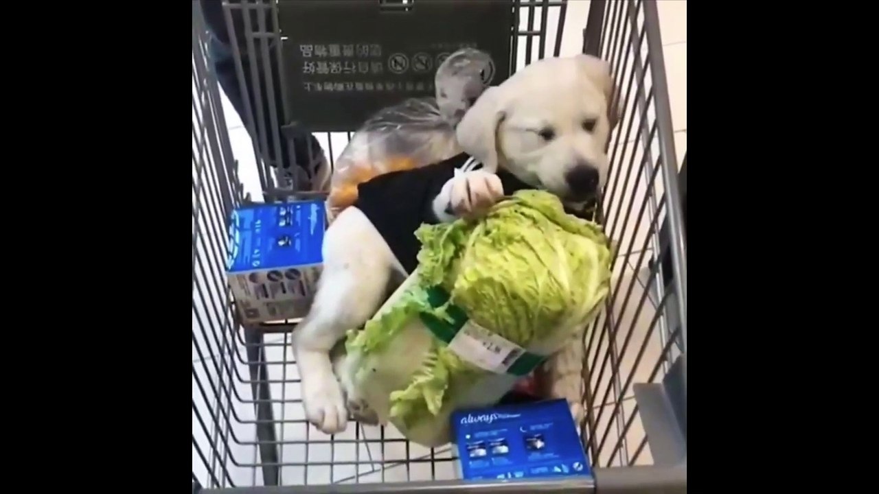 AWW Animals SOO Cute! Cute baby animals - Videos Compilation cute moments of The animals #3