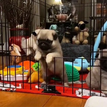 Funniest and Cutest Pug Dog Videos Compilation - Try Not To Laugh Watching Funny Pug Videos