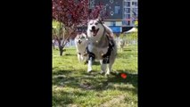 Funny And Cute Husky Puppies Compilation #9  Adorable Husky Puppy