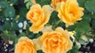 Honey Perfume Roses Have Wonderfully Fragrant, Long-Lasting Blooms