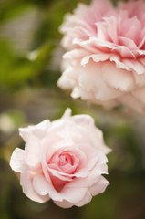 The Sweetheart Rose Has Delicate Pink Blooms With a Honeyed Fragrance