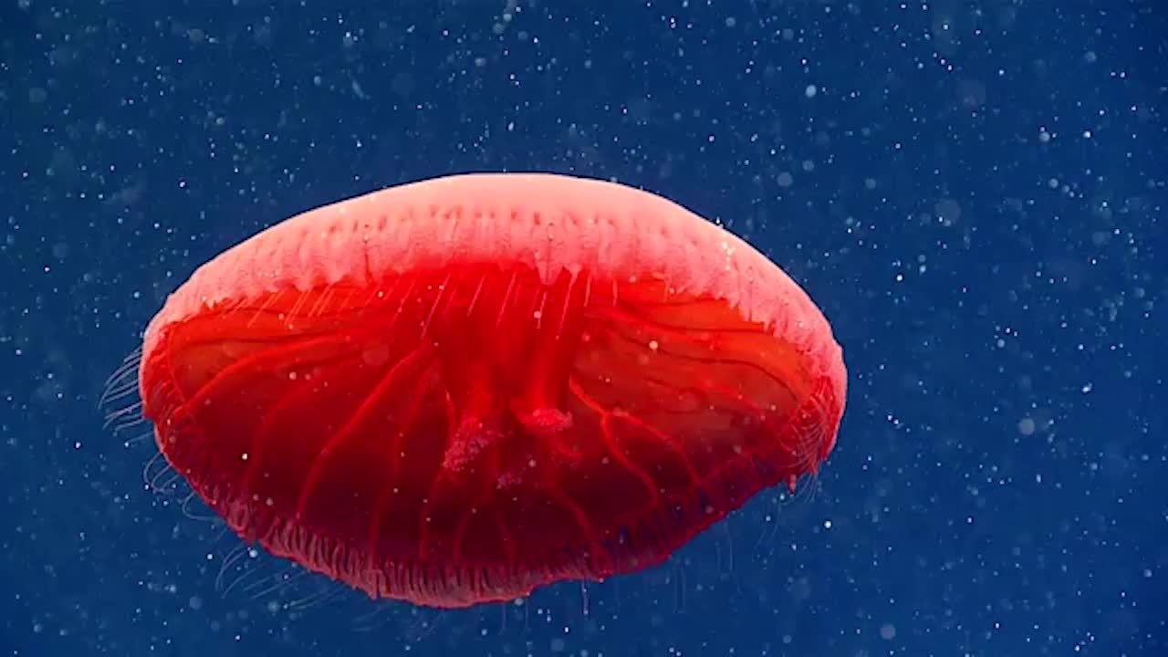 Scientists Discover Possible New Species of Jellyfish With Stinging Warts and Extra Tentacles