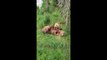 Mother Bear Nurses Cubs in Katmai