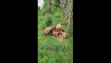 Mother Bear Nurses Cubs in Katmai