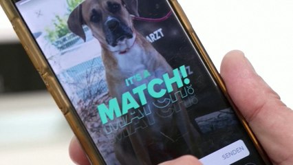 Allemagne : un refuge place ses animaux sur Tinder pour leur trouver un foyer
