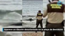 Aparece un tiburón desorientado en la playa de Benidorm