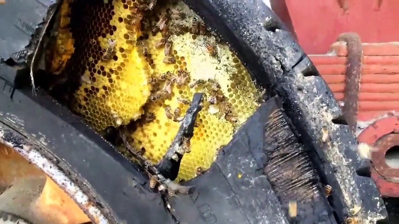 Ce qu'il va trouver dans ce pneu de camion est incroyable : nid d'abeille géant