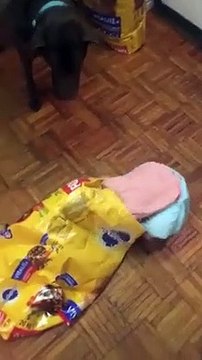 Cette fillette plonge dans le sac de croquettes pour nourrir le chien