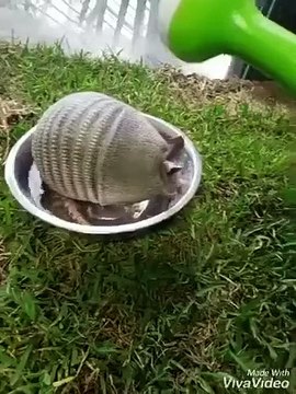 Ce petit tatou adore prendre son bain... trop mignon