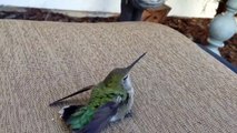 Il sauve et nourrit à la main un bébé colibri
